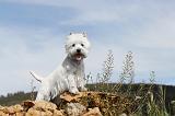 WESTIE 066